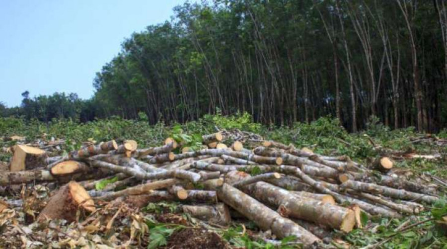 A klímaváltozás az erdőirtásokkal kezdődött