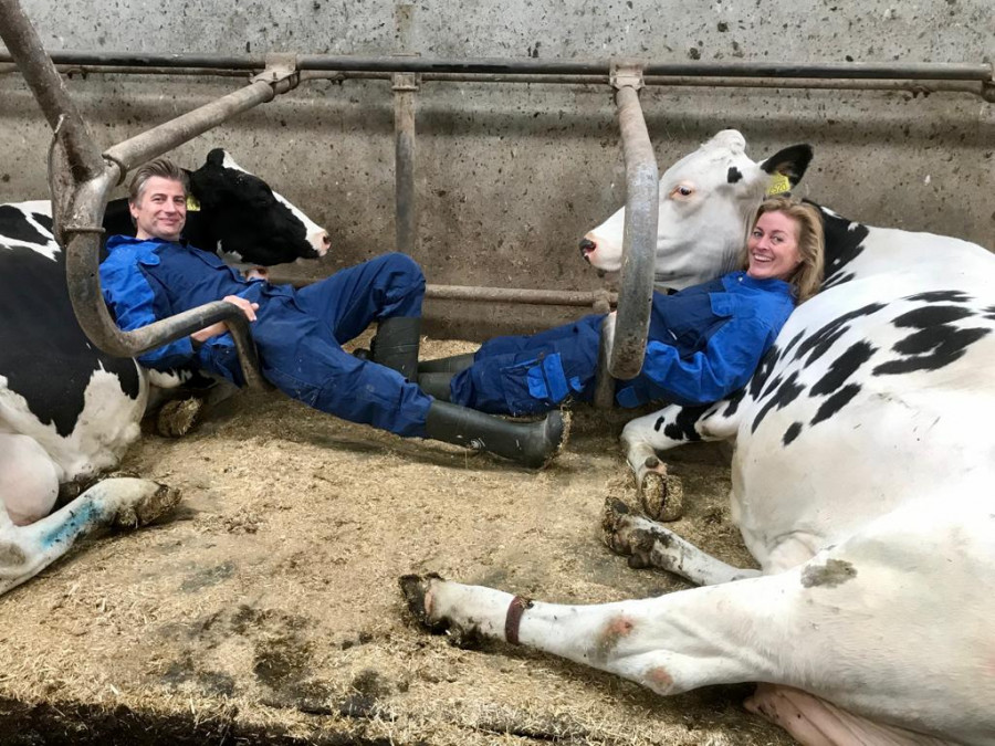 Holland ötlet: gyógyító tehénsimogatás