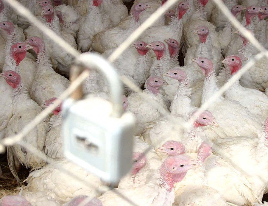 Újra megjelent a madárinfluenza hazánkban - 90 ezer pulyka leölését rendelték el