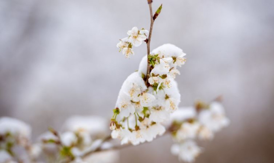 Veszélyben a korán bimbózó gyümölcsfák: fagyos, havas idő érkezik